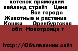 котенок прямоухий  хайленд страйт › Цена ­ 10 000 - Все города Животные и растения » Кошки   . Оренбургская обл.,Новотроицк г.